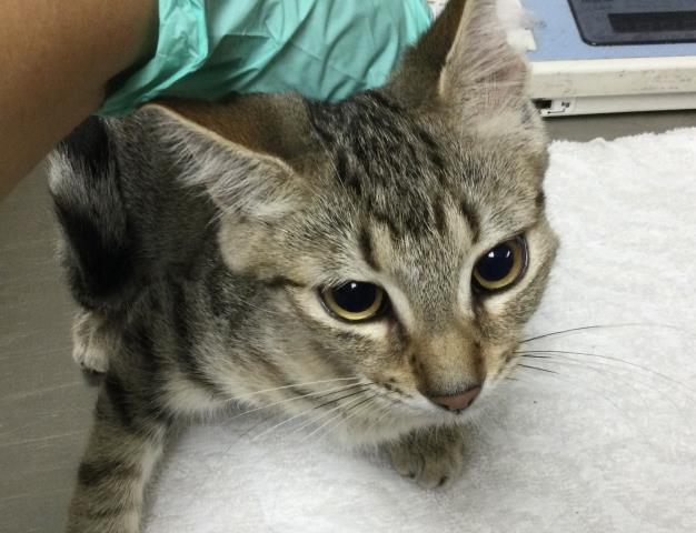 Shelter Stray Female Cat last seen Near BLOCK LIMONITE AVE, JURUPA VALLEY CA 92509, 6851 Van Buren Boulevard, Jurupa Valley, CA 92509, USA