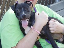Shelter Stray Male Dog last seen Near BLOCK BLUE WATERS RD, TALLAHASSEE FL 32305, 1125 Easterwood Dr, Tallahassee, FL 32311, USA