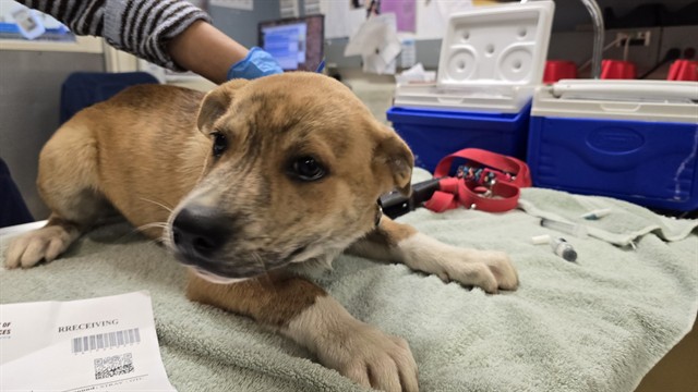 Shelter Stray Male Dog last seen ARLINGTON AVE\ CREST VIEW DR RIVERSIDE 92505, 6851 Van Buren Boulevard, Jurupa Valley, CA 92509, USA