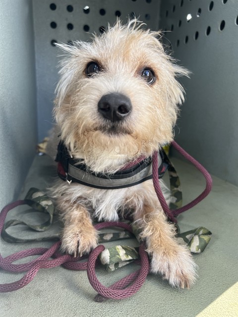 Shelter Stray Male Dog last seen , 11258 Garfield Ave, Downey, CA 90242, USA