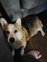 Lost Male Dog last seen NE 143rd Ave and NE 30th St, Vancouver, WA 98682