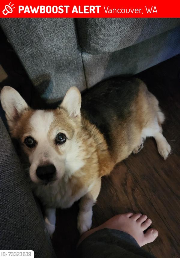 Lost Male Dog last seen NE 143rd Ave and NE 30th St, Vancouver, WA 98682