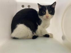Shelter Stray Unknown Cat last seen 13TH AND MONTANA, 3839 W Burnham St, West Milwaukee, WI 53215, USA