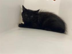 Shelter Stray Unknown Cat last seen Near BLOCK N 53RD ST, 3839 W Burnham St, West Milwaukee, WI 53215, USA