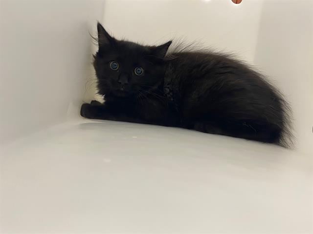 Shelter Stray Unknown Cat last seen Near BLOCK N 53RD ST, 3839 W Burnham St, West Milwaukee, WI 53215, USA