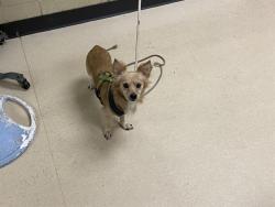 Shelter Stray Male Dog last seen Near BLOCK S 7TH ST, 3839 W Burnham St, West Milwaukee, WI 53215, USA