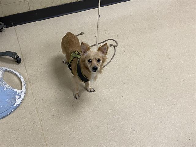 Shelter Stray Male Dog last seen Near BLOCK S 7TH ST, 3839 W Burnham St, West Milwaukee, WI 53215, USA