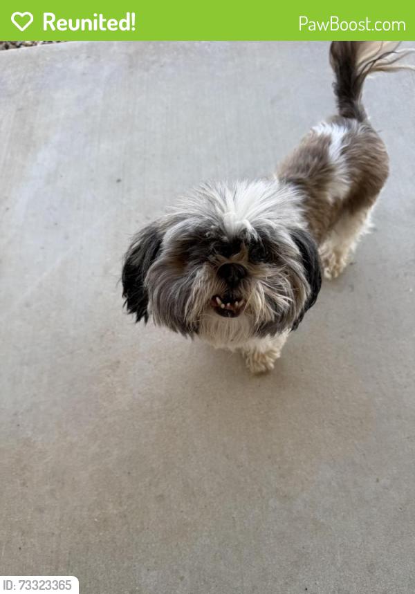 Reunited Female Dog last seen Smoke tree, Oak Hills, CA 92392