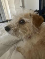 Reunited Male Dog last seen 50th and Mountain View Avenue, San Bernardino, CA 92407