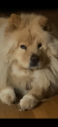 Lost Female Dog last seen Near Bradley St Baton Rouge LA 70805, Baton Rouge, LA 70805