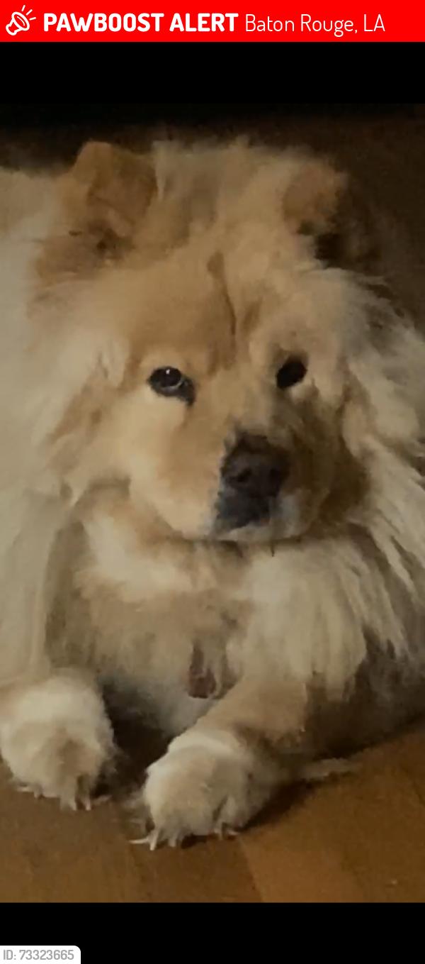Lost Female Dog last seen Near Bradley St Baton Rouge LA 70805, Baton Rouge, LA 70805