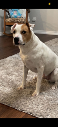 Lost Male Dog last seen SW 25th and MORGAN RD, Oklahoma City, OK 73128