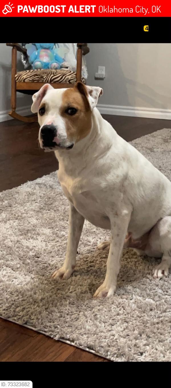 Lost Male Dog last seen SW 25th and MORGAN RD, Oklahoma City, OK 73128