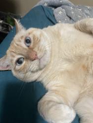 Reunited Male Cat last seen Martin Luther King Jr Way South and Jackson Street, Seattle, WA 98144