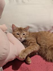 Lost Male Cat last seen US Route 63, Stewartville, MN 55976
