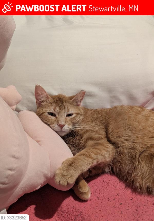 Lost Male Cat last seen US Route 63, Stewartville, MN 55976