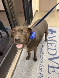 Found/Stray Male Dog last seen Via Linda and Shea, Scottsdale, AZ 85258
