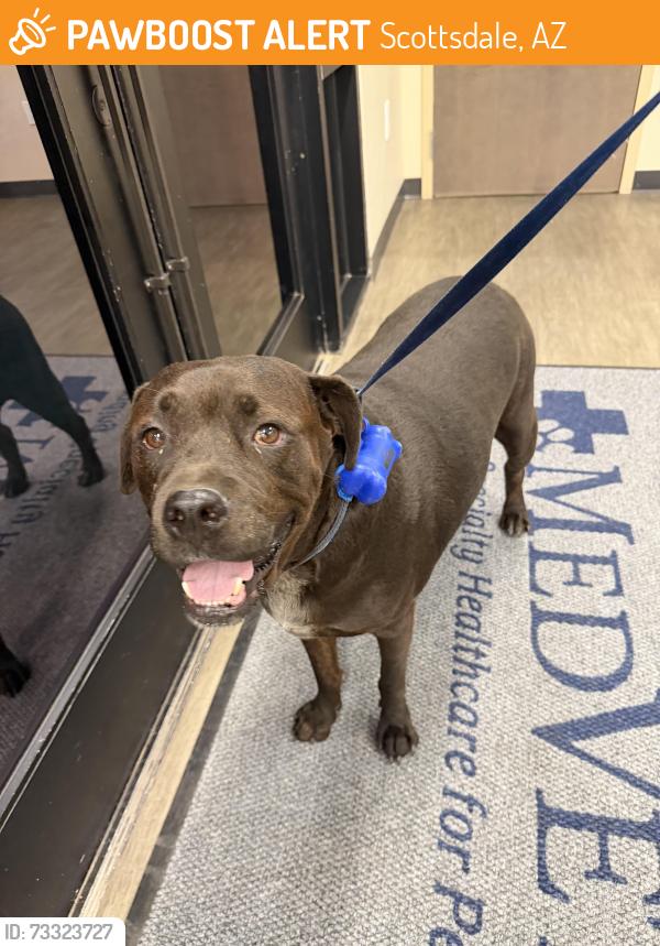 Found/Stray Male Dog last seen Via Linda and Shea, Scottsdale, AZ 85258