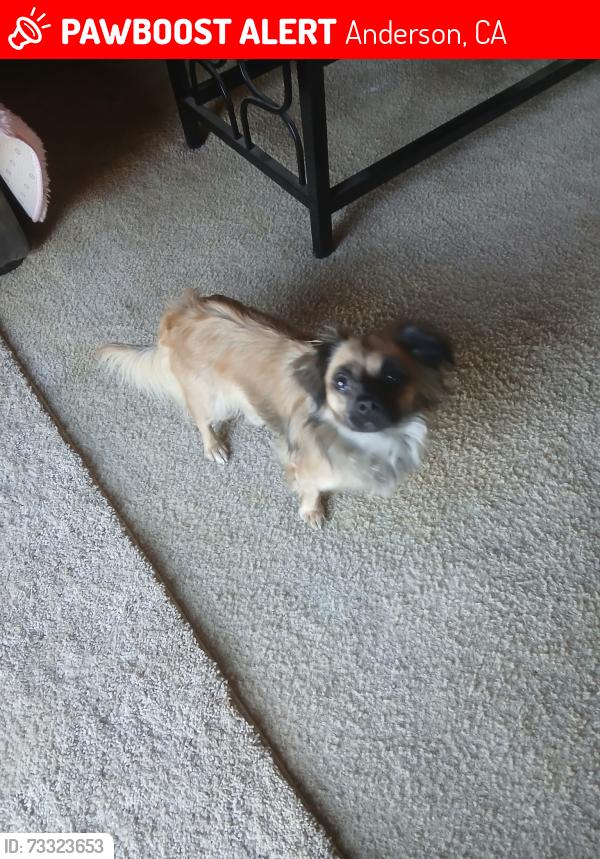 Lost Female Dog last seen happy valley rd, Anderson, CA 96007