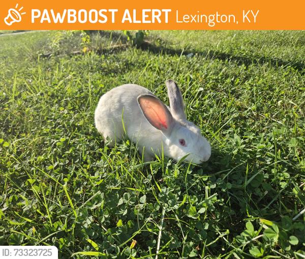 Found/Stray Unknown Rabbit last seen Day lily dr., Lexington, KY 40511