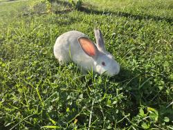 Found/Stray Unknown Rabbit last seen Day lily dr., Lexington, KY 40511