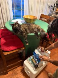 Reunited Female Cat last seen Laurelton Drive, Laurel, MD 20707