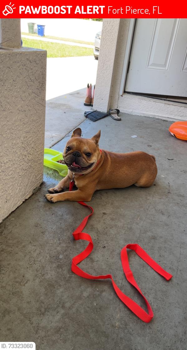 Lost Male Dog last seen Fort pierce near white diamonds hair store, Fort Pierce, FL 34947