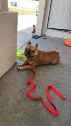 Lost Male Dog last seen Fort pierce near white diamonds hair store, Fort Pierce, FL 34947