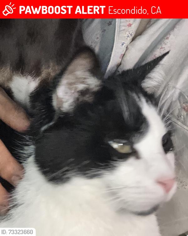 Lost Male Cat last seen Kenora/Jordan, Escondido, CA 92027