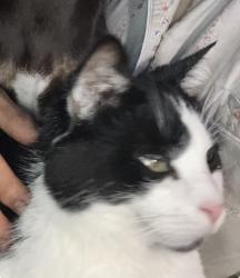 Lost Male Cat last seen Kenora/Jordan, Escondido, CA 92027