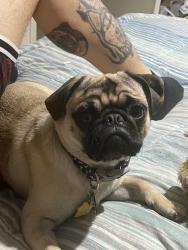 Reunited Male Dog last seen Guadalupe Drive and chug hole, Peralta, NM 87042