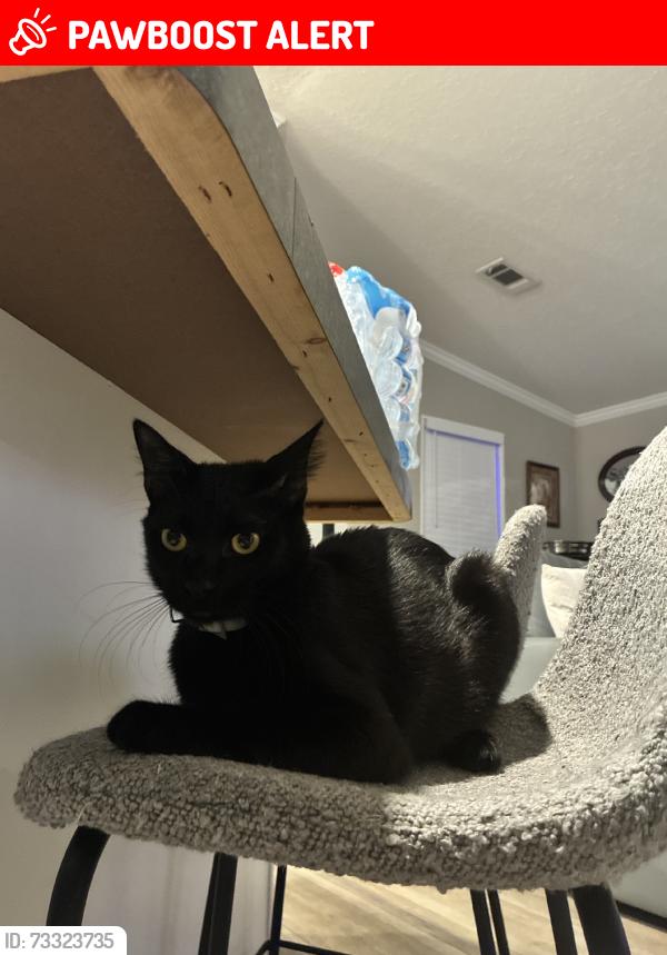 Lost Male Cat last seen Near pga blvd lot 195 palm beach gardens, Palm Beach Gardens, FL 33410