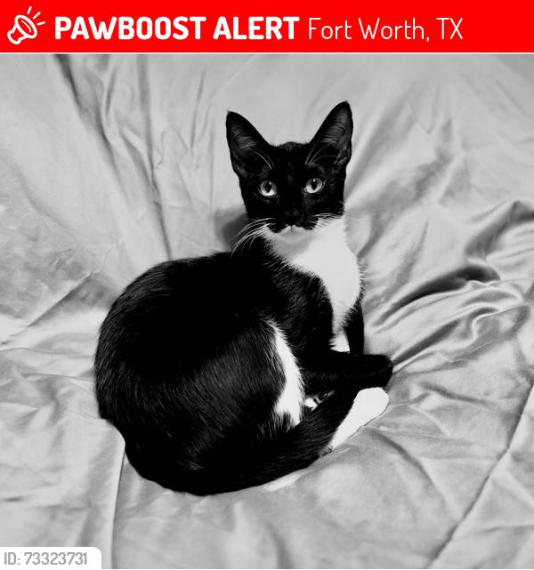Lost Female Cat last seen Cromwell Marine Creek Rd, Fort Worth, TX 76179