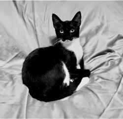 Lost Female Cat last seen Cromwell Marine Creek Rd, Fort Worth, TX 76179