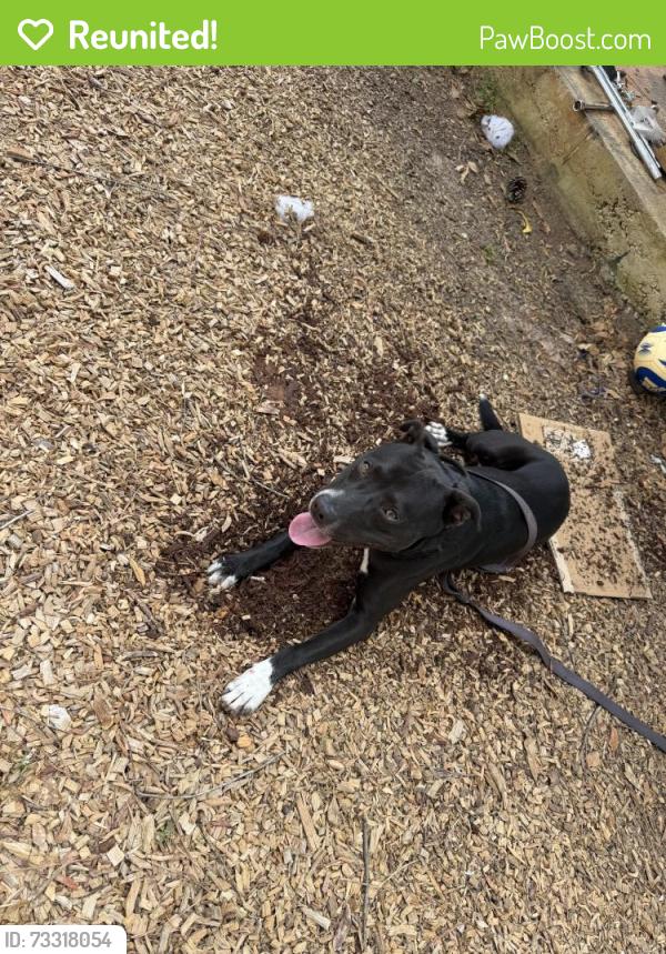 Reunited Male Dog last seen Last seen near bishop run ln and queen mill rd Mableton, Mableton, GA 30126