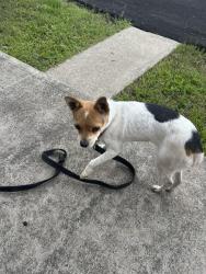 Reunited Female Dog last seen Churchill apmts, Turtle Creek, PA 15145