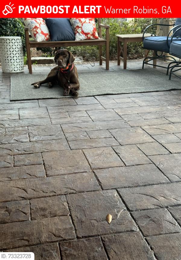 Lost Male Dog last seen Childers drive wr 31088, Warner Robins, GA 31088