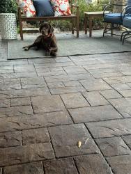 Lost Male Dog last seen Childers drive wr 31088, Warner Robins, GA 31088