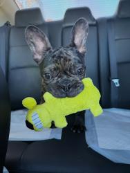 Lost Male Dog last seen Arden Fair Mall, Sacramento, CA 95815