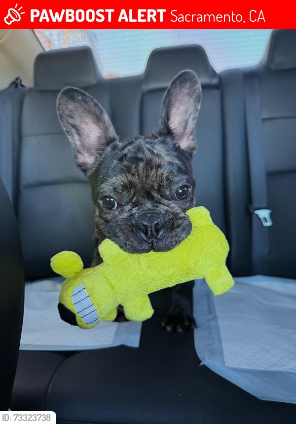 Lost Male Dog last seen Arden Fair Mall, Sacramento, CA 95815