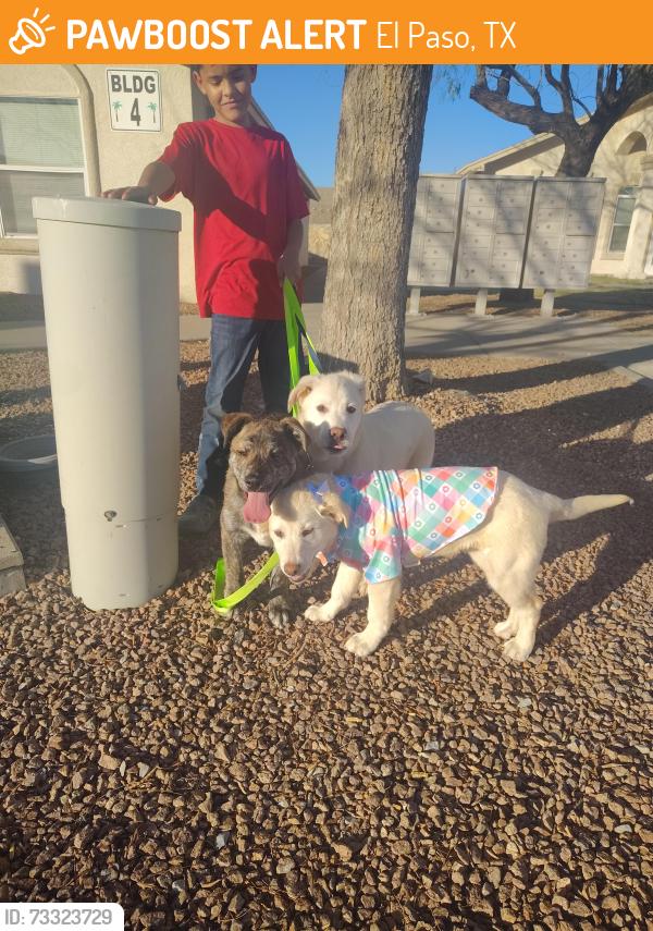 Found/Stray Male Dog last seen Diana dr en el parquesito, El Paso, TX 79924