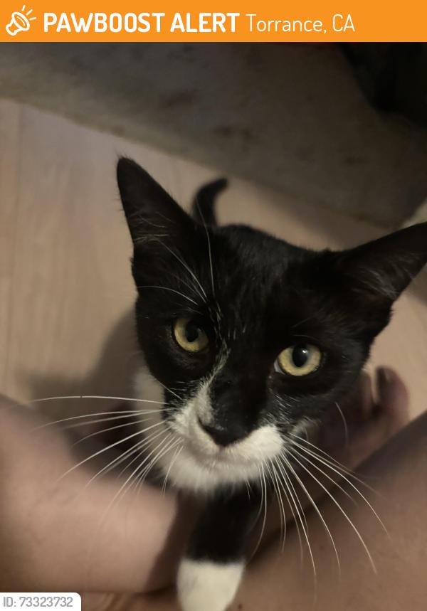 Found/Stray Unknown Cat last seen Torrance Blvd & Cabrillo Ave, Torrance, CA 90501