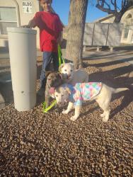 Found/Stray Male Dog last seen Diana dr en el parquesito, El Paso, TX 79924