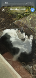 Lost Male Cat last seen Market st, highland square, Akron, OH 44302