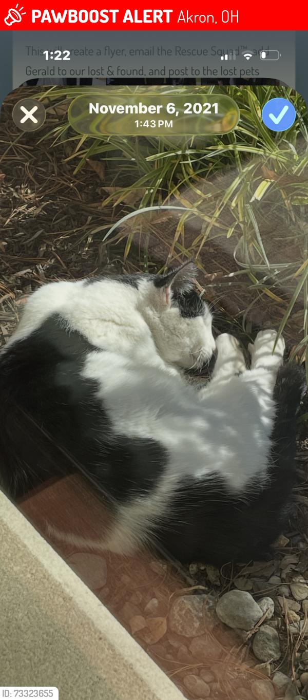 Lost Male Cat last seen Market st, highland square, Akron, OH 44302