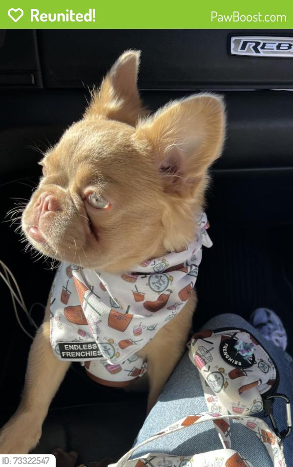 Reunited Female Dog last seen Orange grove ave, Pomona, CA 91768