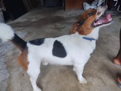 Reunited Male Dog last seen Sawara Drive + Berryhill Rd, Pine Lake Estates, FL 32506