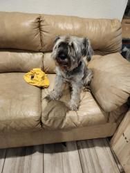 Reunited Male Dog last seen Near deer forest, San Antonio, TX 78239