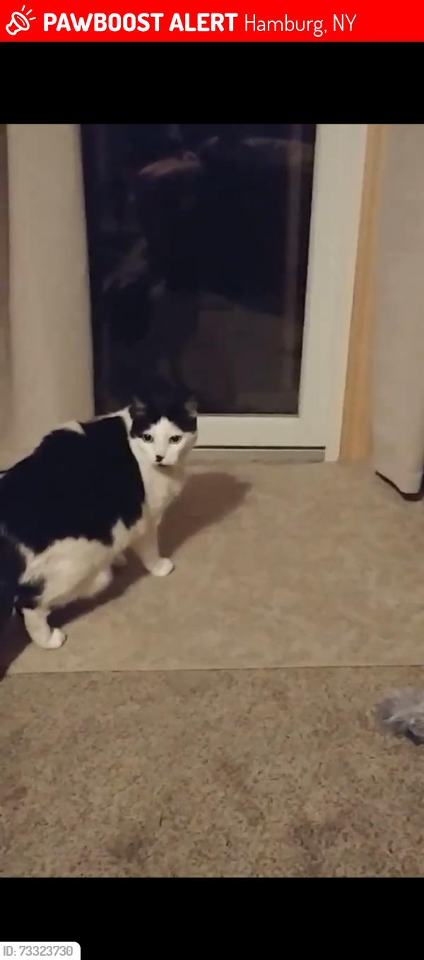 Lost Male Cat last seen Tractor supply, southwestern blvd, Hamburg, NY 14075