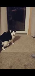 Lost Male Cat last seen Tractor supply, southwestern blvd, Hamburg, NY 14075